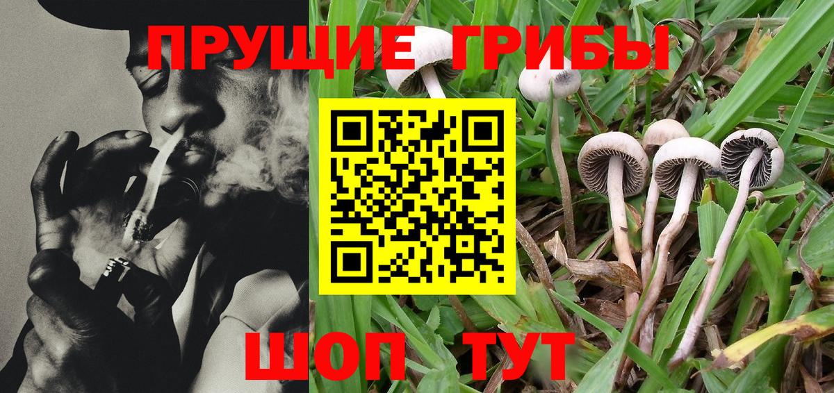 Галлюциногенные грибы Psilocybine cubensis  Вход с VPN  Невинномысск 